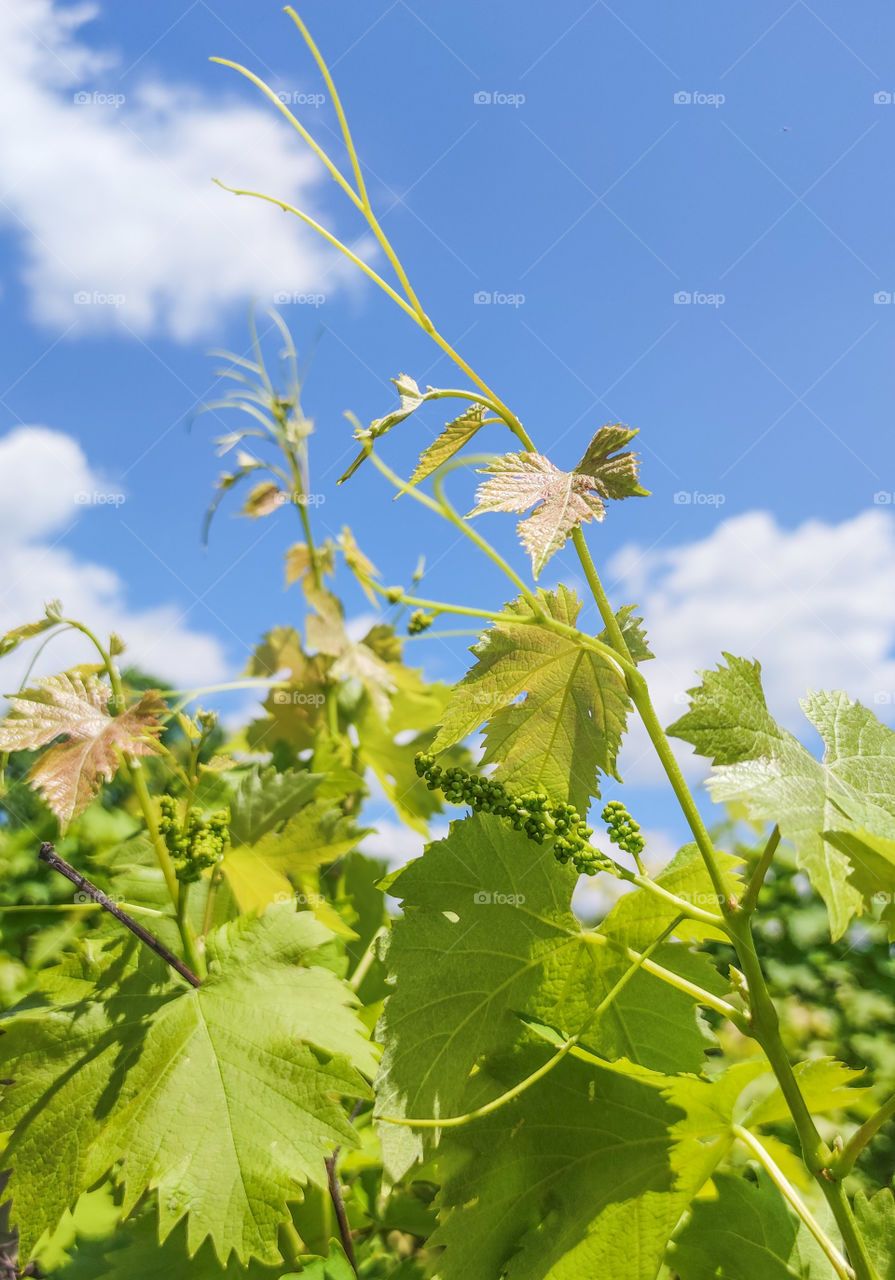 Green leaves in the sky