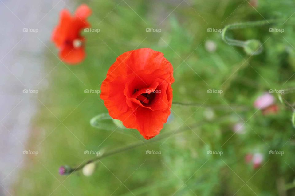 Red Poppy