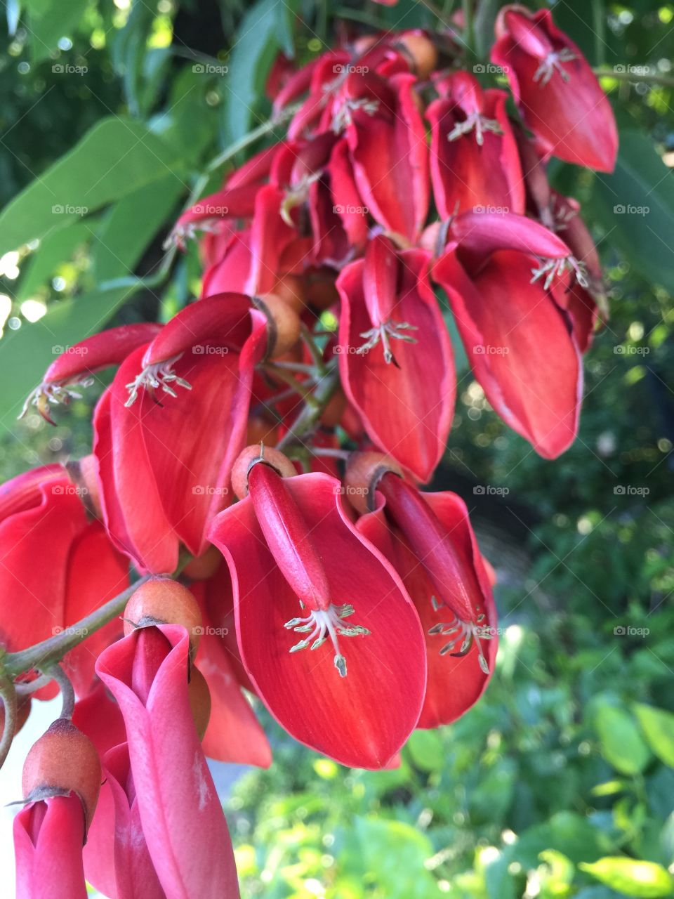 Beautiful red flowers 