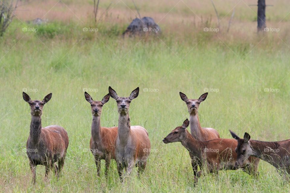 Deer standing on grass