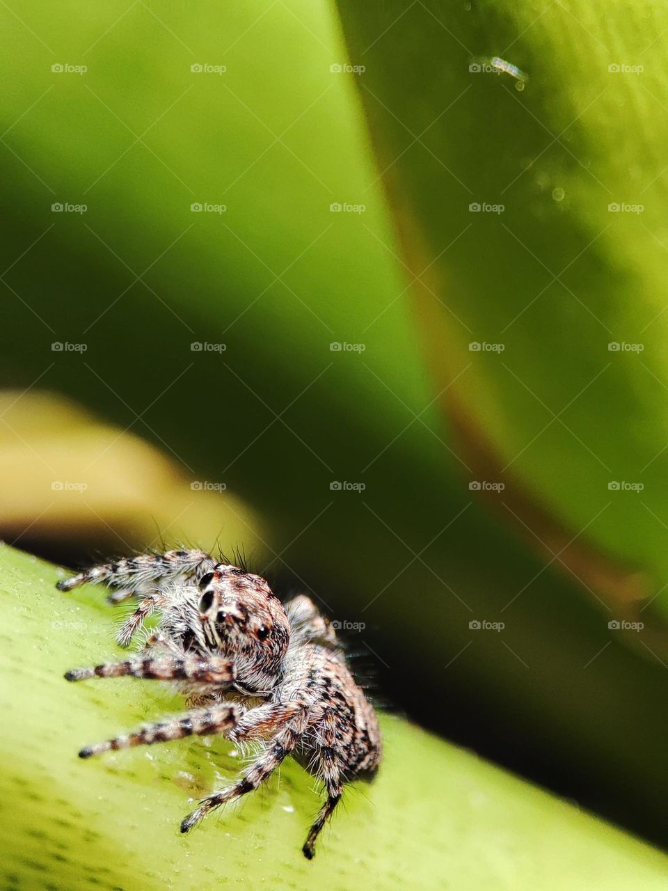 Jumping Spider