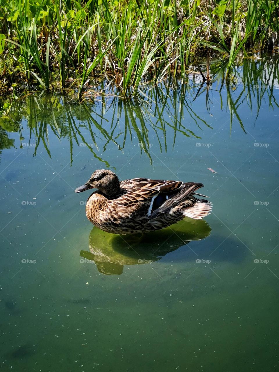 The duck in the pond. Reflection.