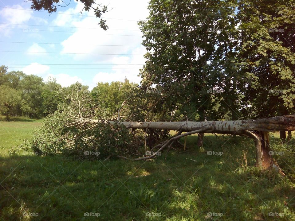 summer landscape and fallen tree