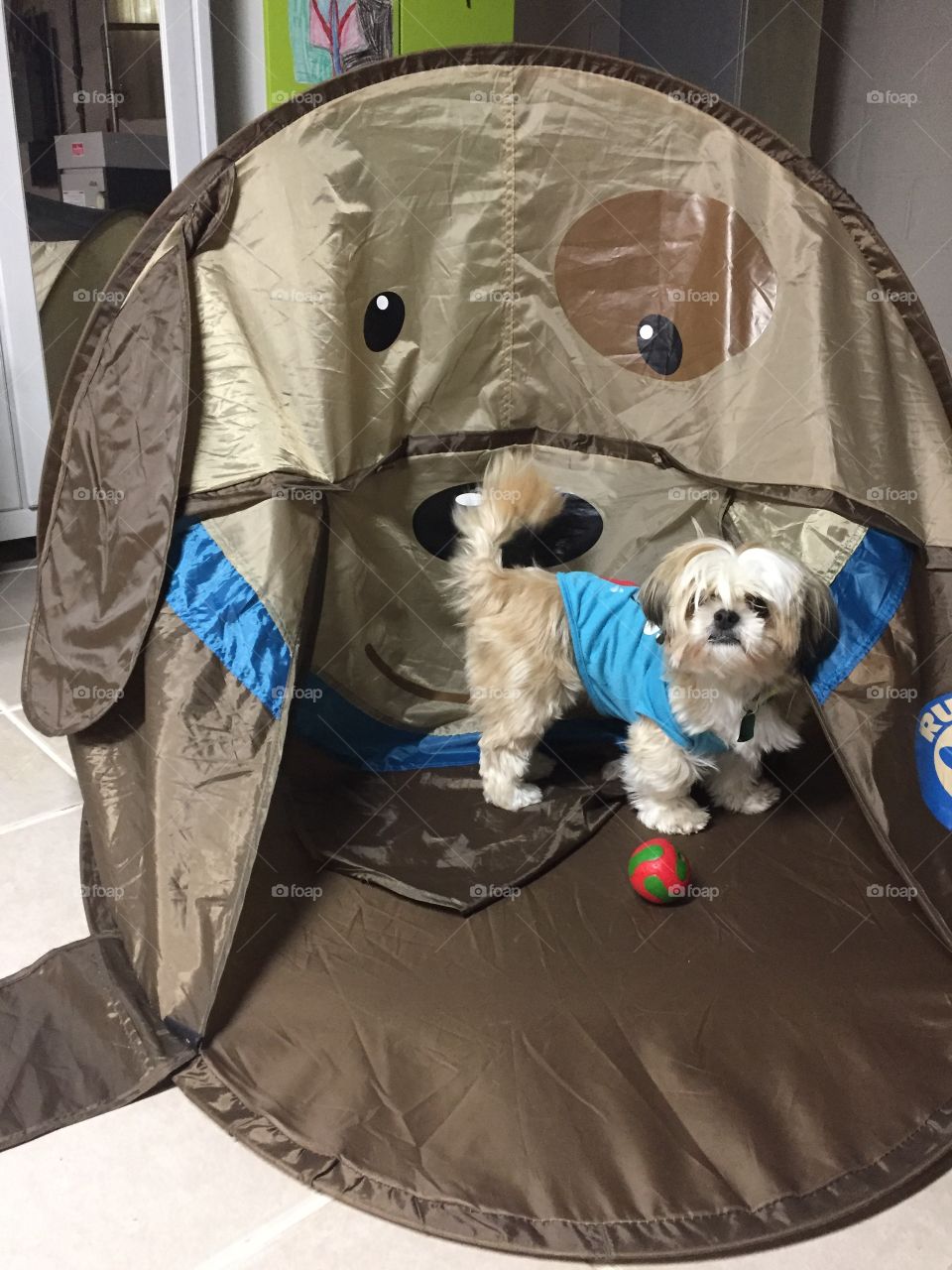 Dog tent