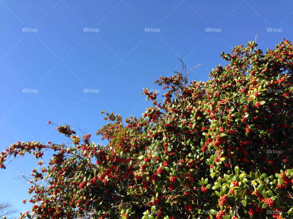 sky nature tree berry by kenyamontgomery