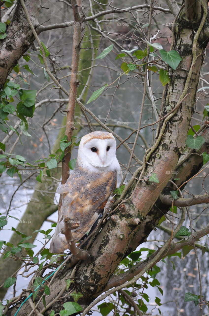 My barn owl in the forest