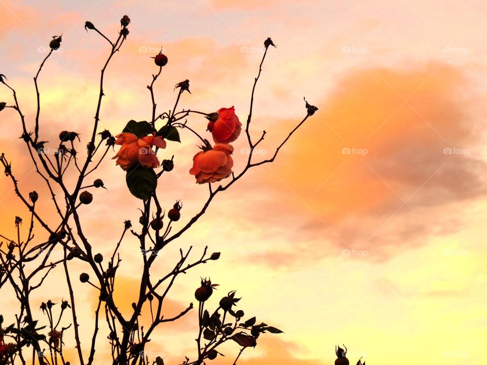 roses in dusk