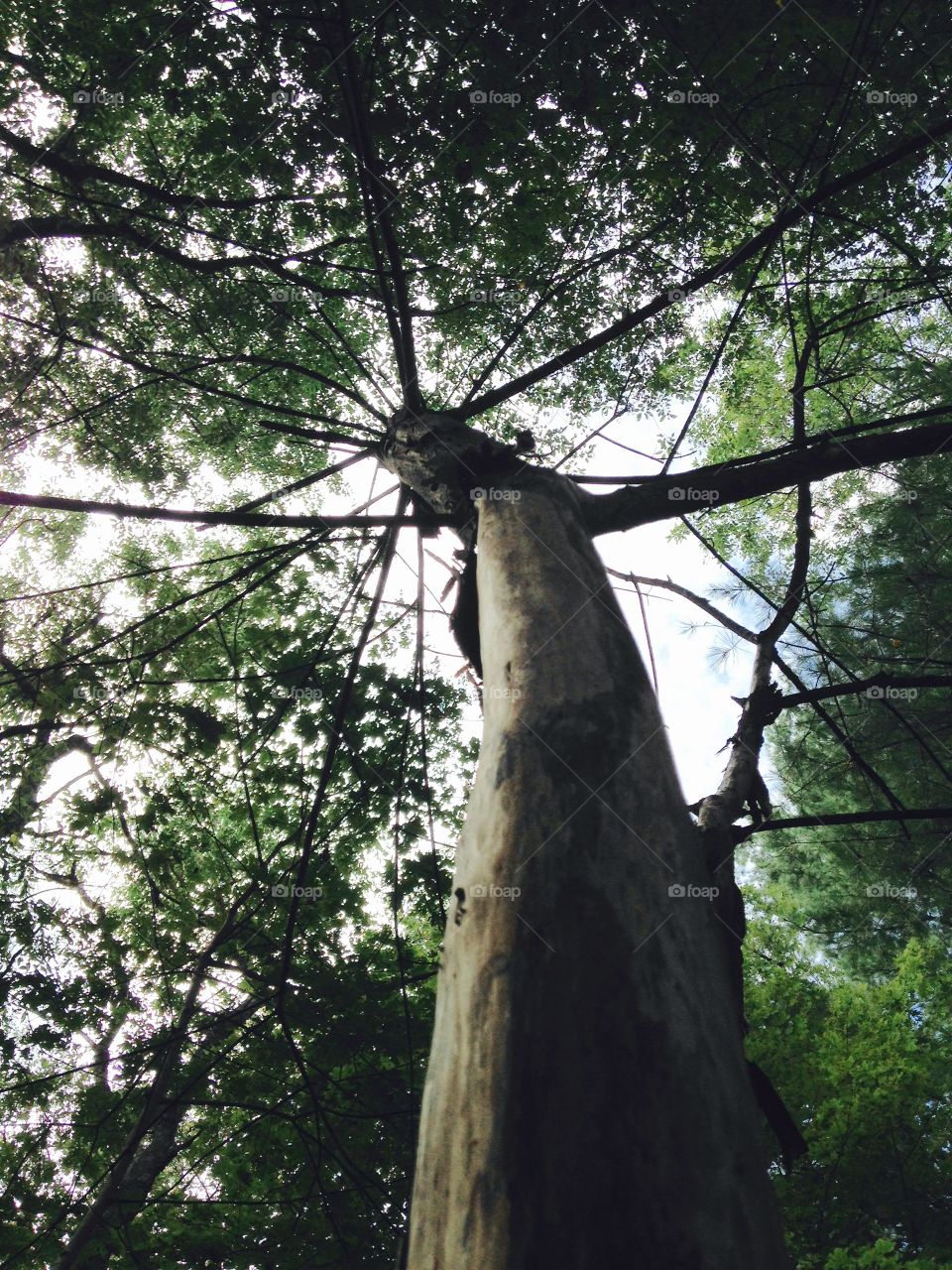 Dead woodpecker tree still standing.