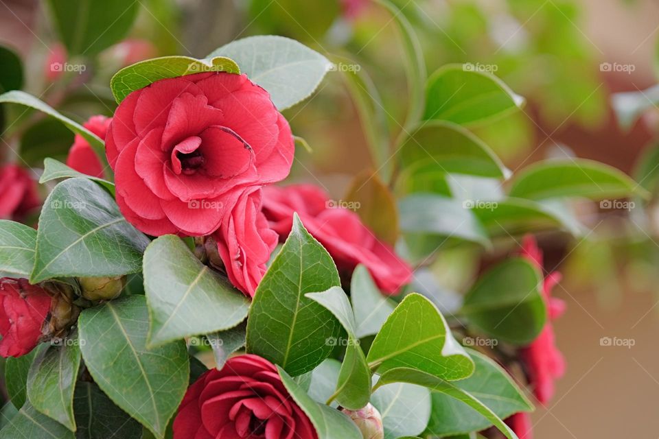 red Camellia with green leaves