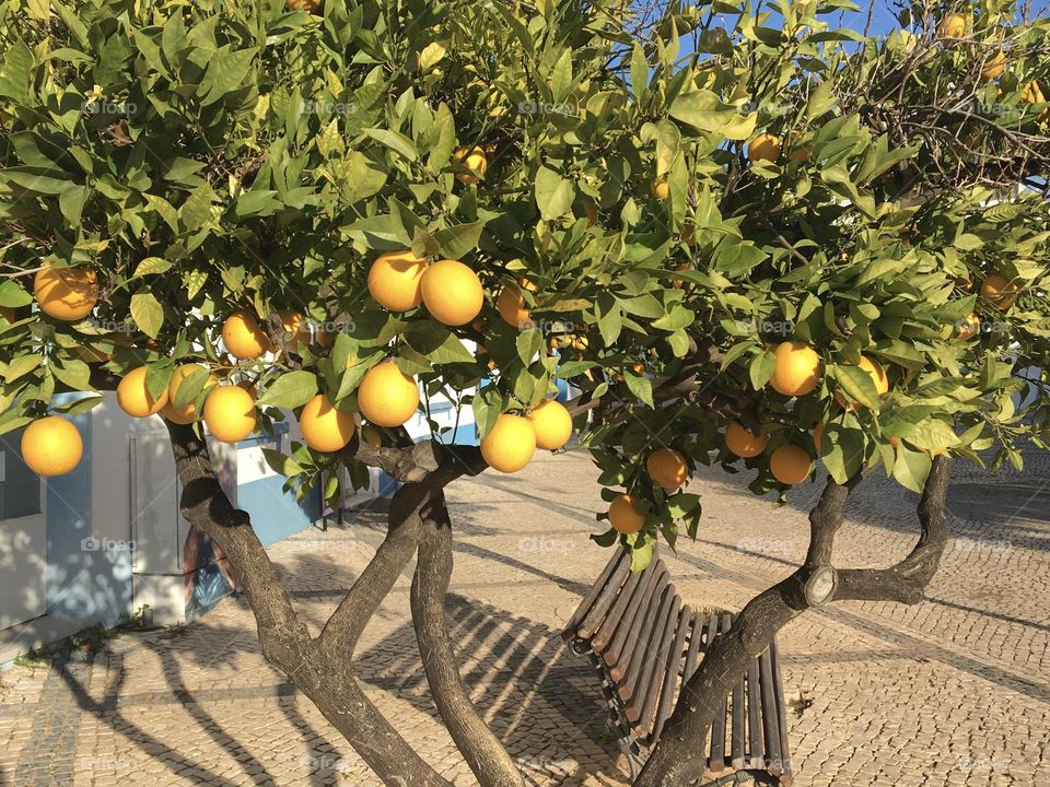 December oranges on a tree in city