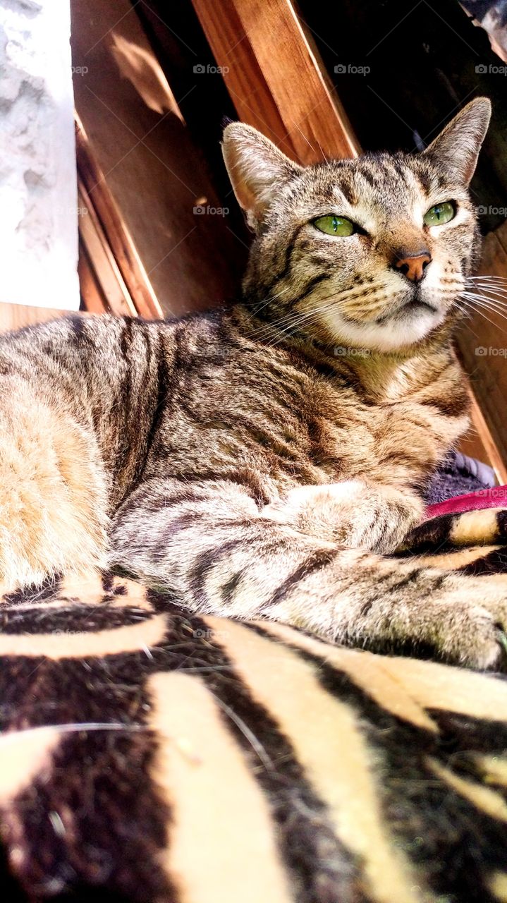 Shai the tabby cat having a sunbath in the warm winter sun.