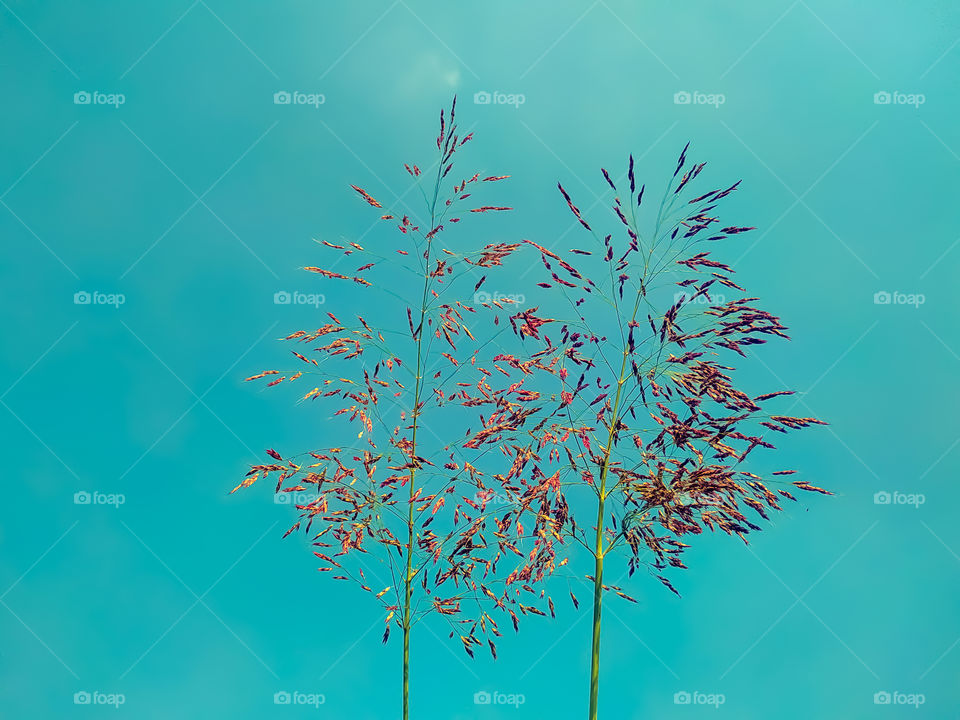 Love grass plant on the background of haze color