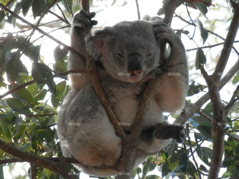 Koala