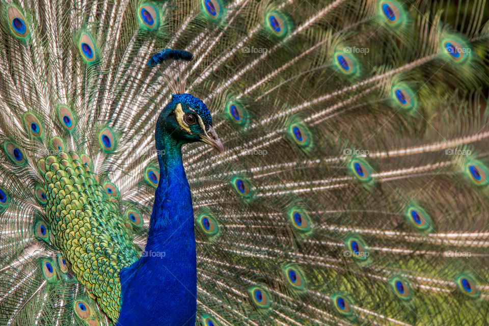 Peacock 