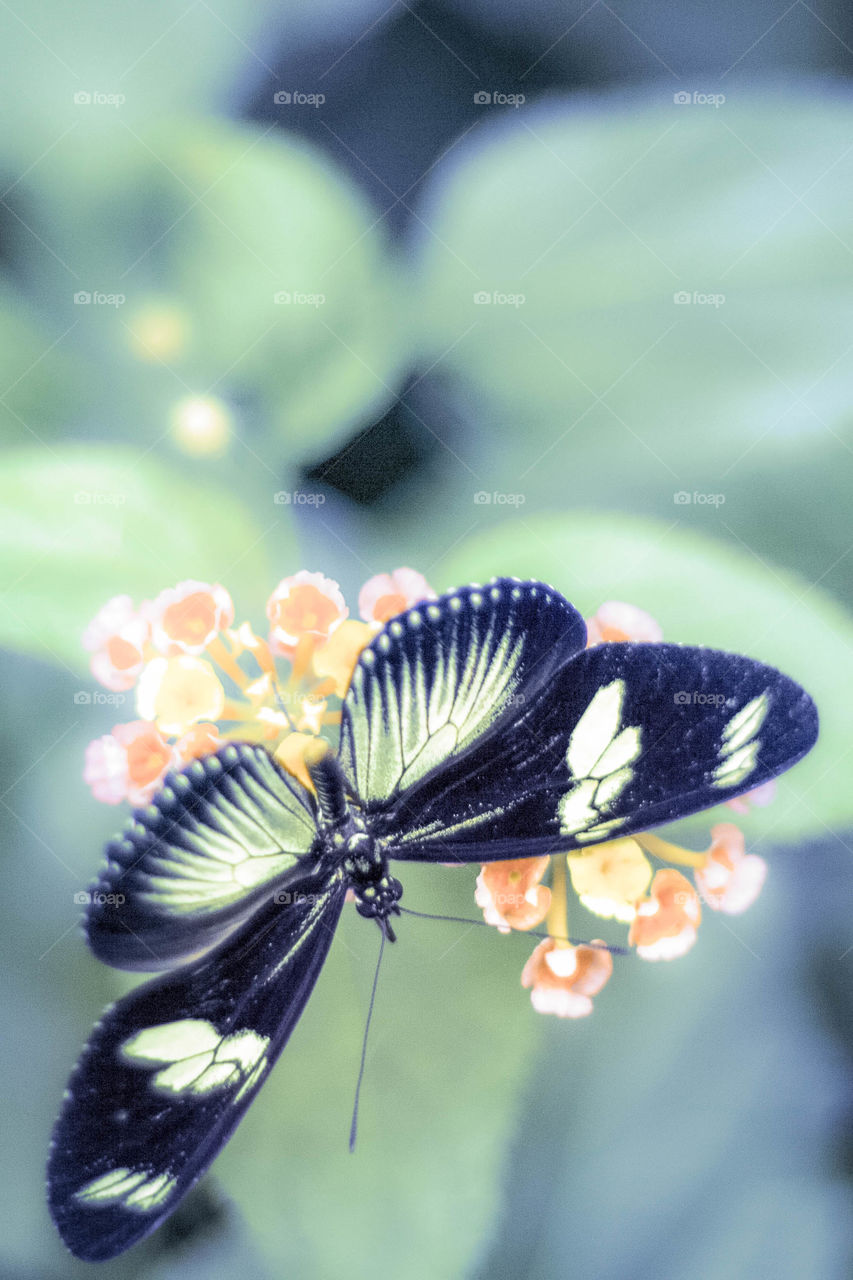 Close-up of butterfly on pink flowers