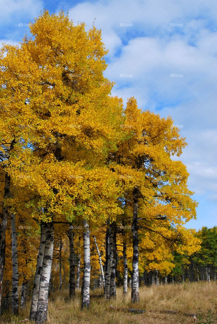 Fall Colors in Alberta