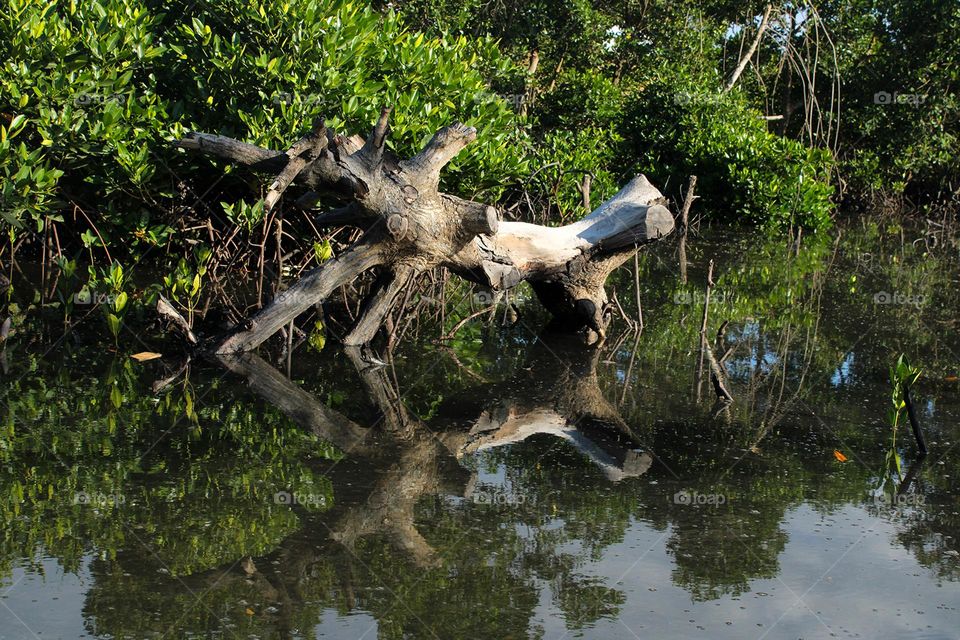 Remains of a mangrove