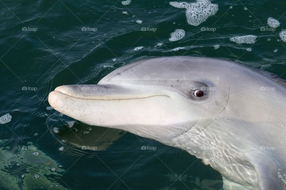 Closeup shot dolphin, head shot expressive and eye