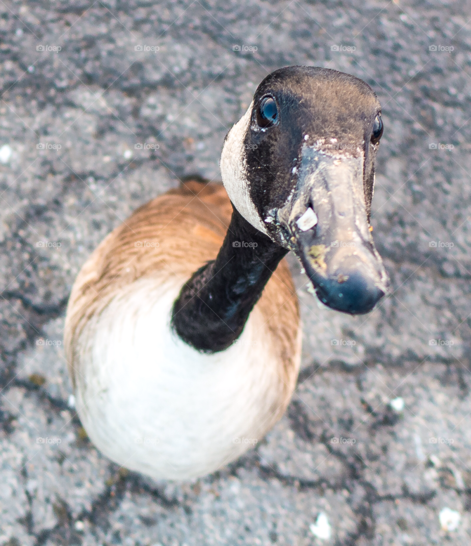 cornwall ny food hungry looking by delvec