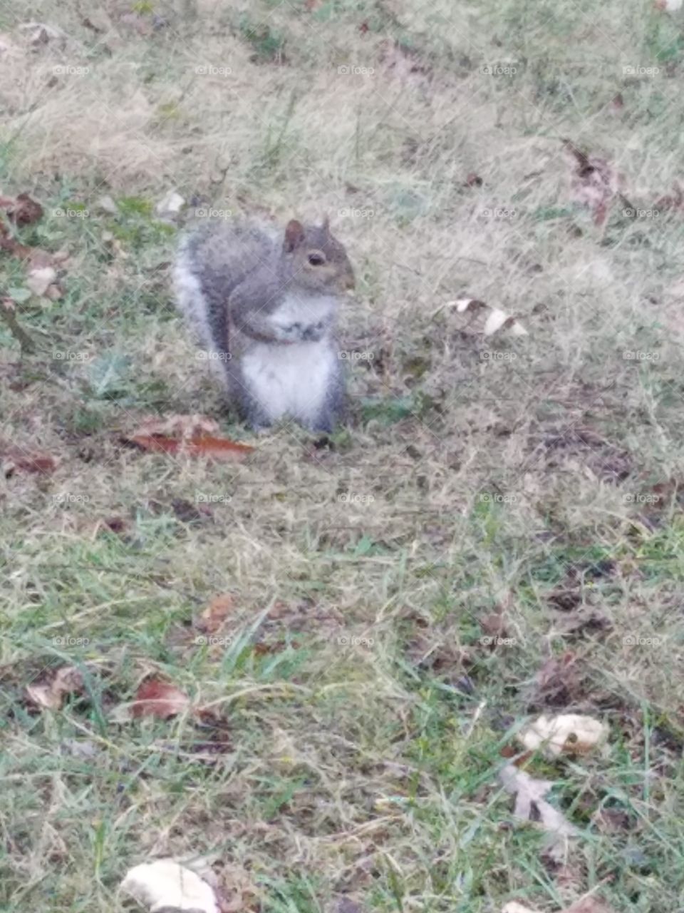 Animal, Mammal, Nature, Rodent, Wildlife