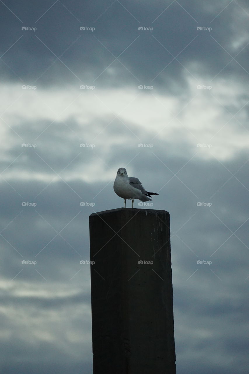 Seagull atop a pole