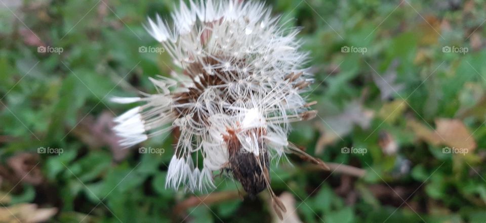 Meadow in autumn with rain drps