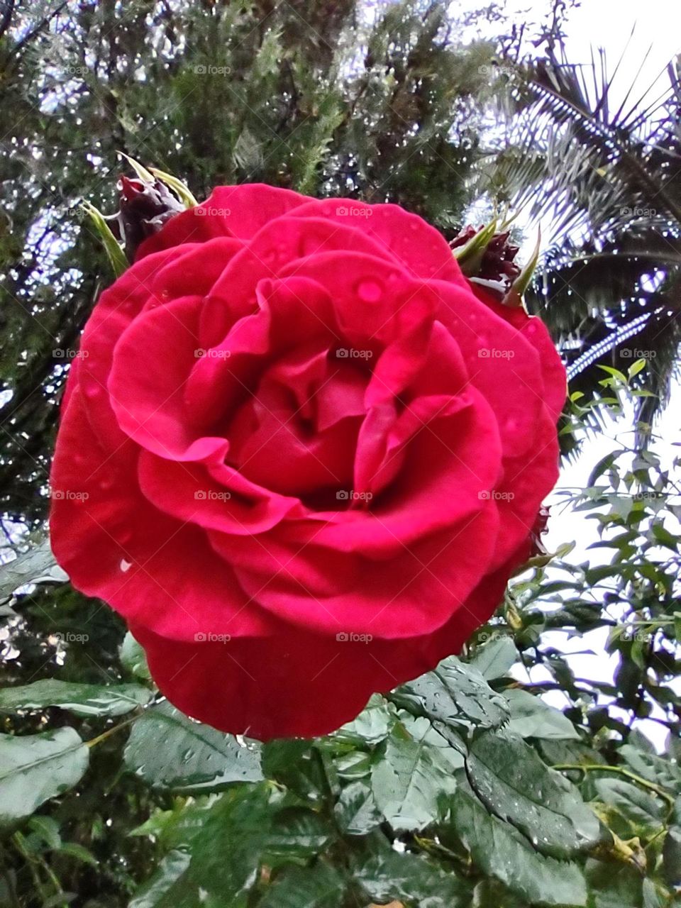 mister Lincoln, conhecida como, Rosa vermelha.