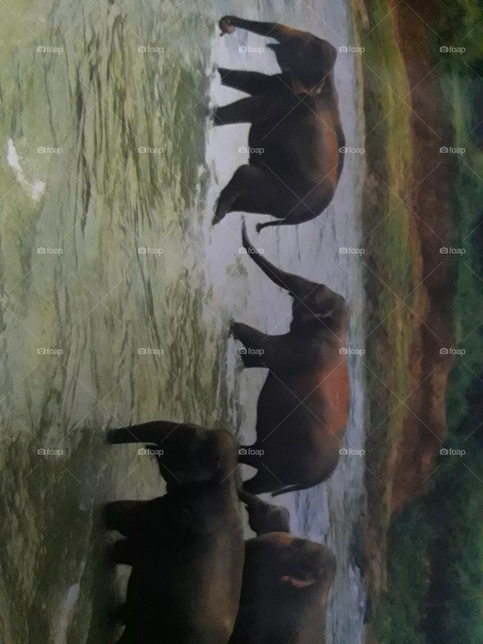 Elephant
