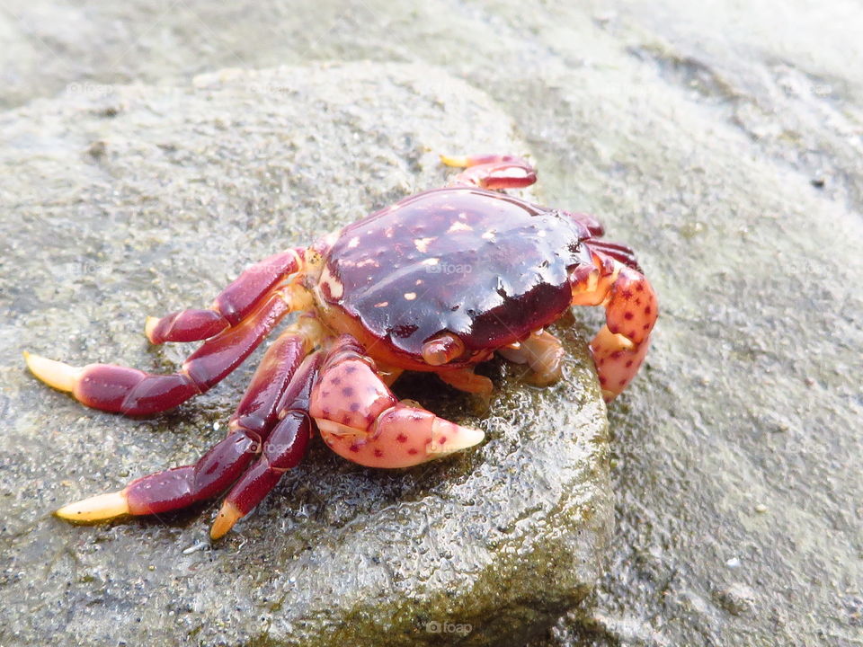 Crab on rock