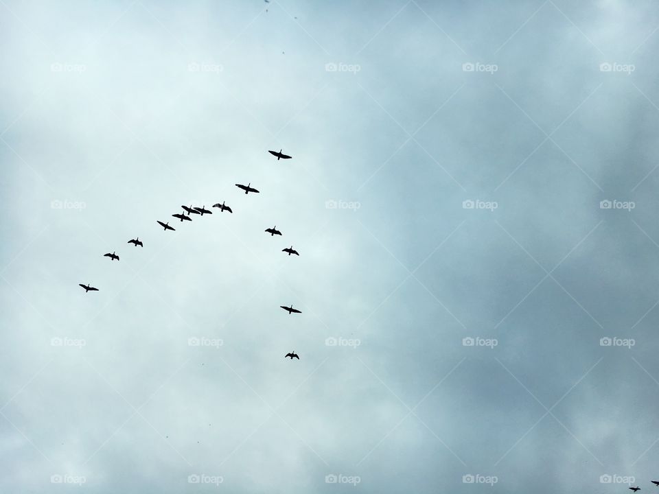 Geese Formation