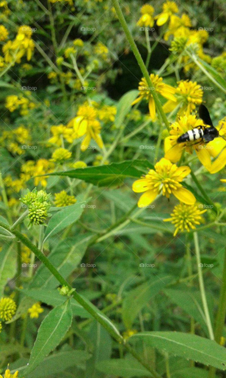 Wildflowers