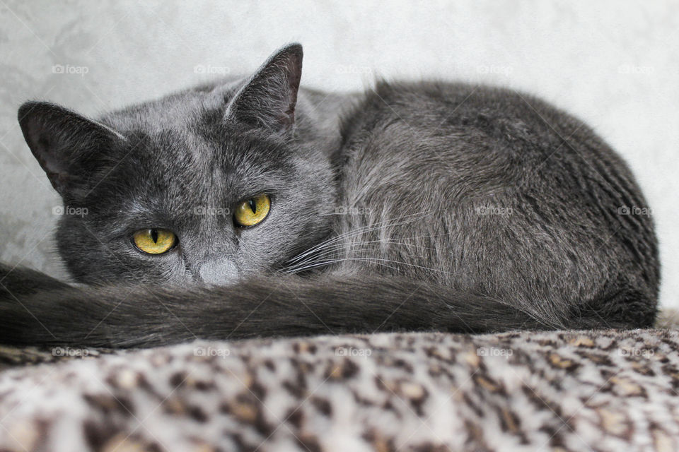 lazy Russian blue cat