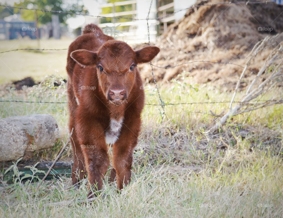 Standing calf