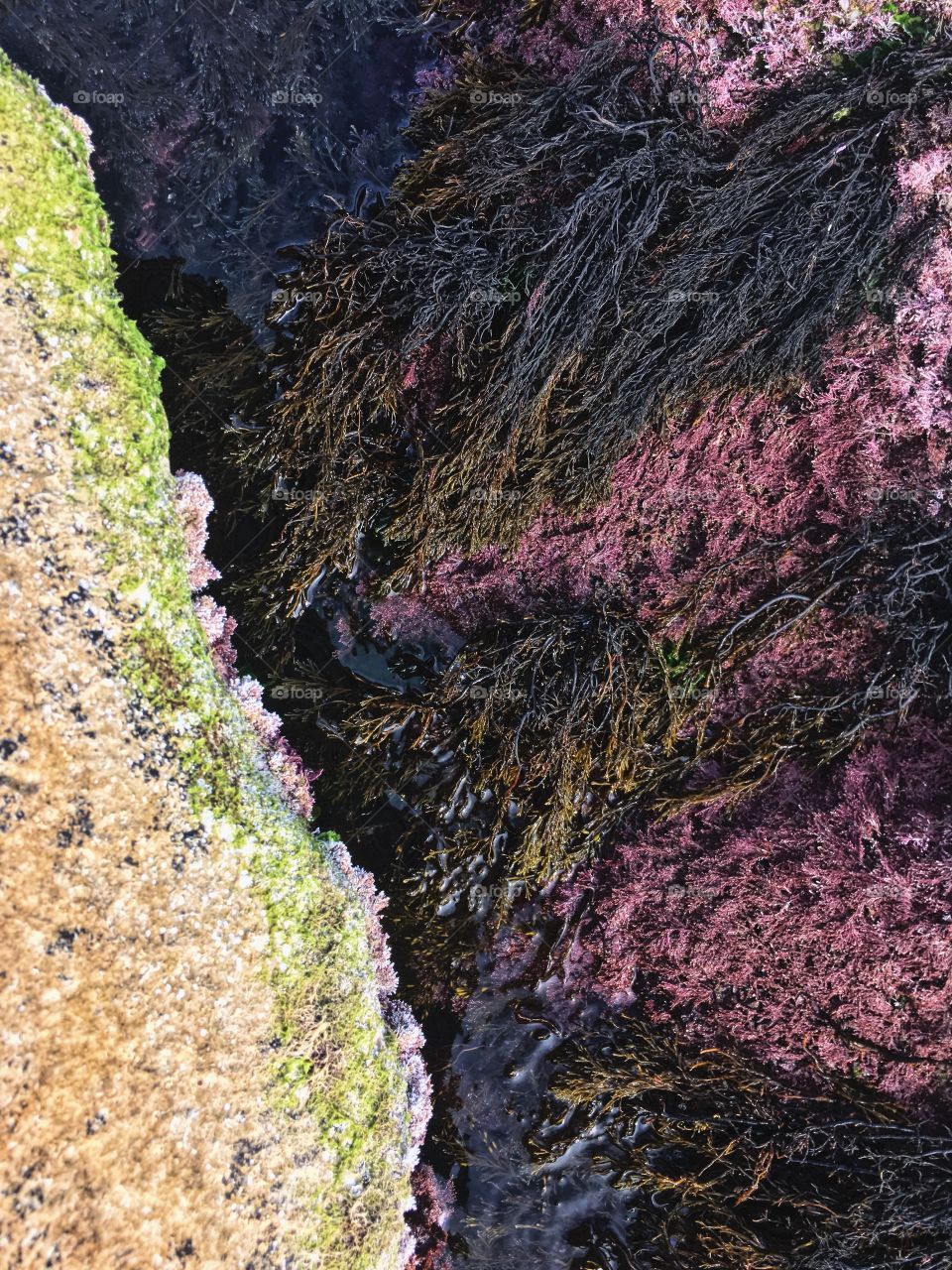 Algae pattern under the water of Black Sea. 