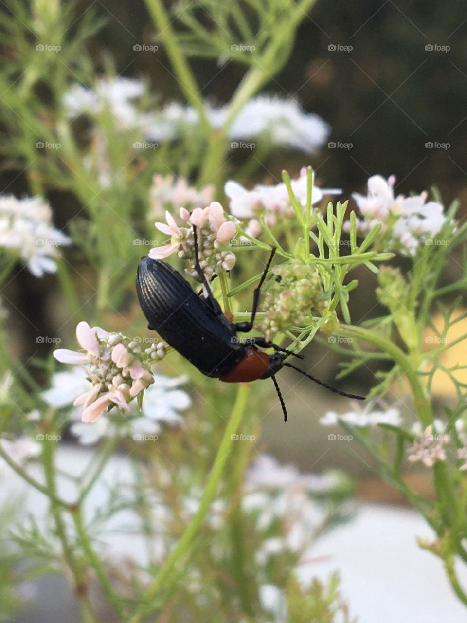 Insect wake up in the morning