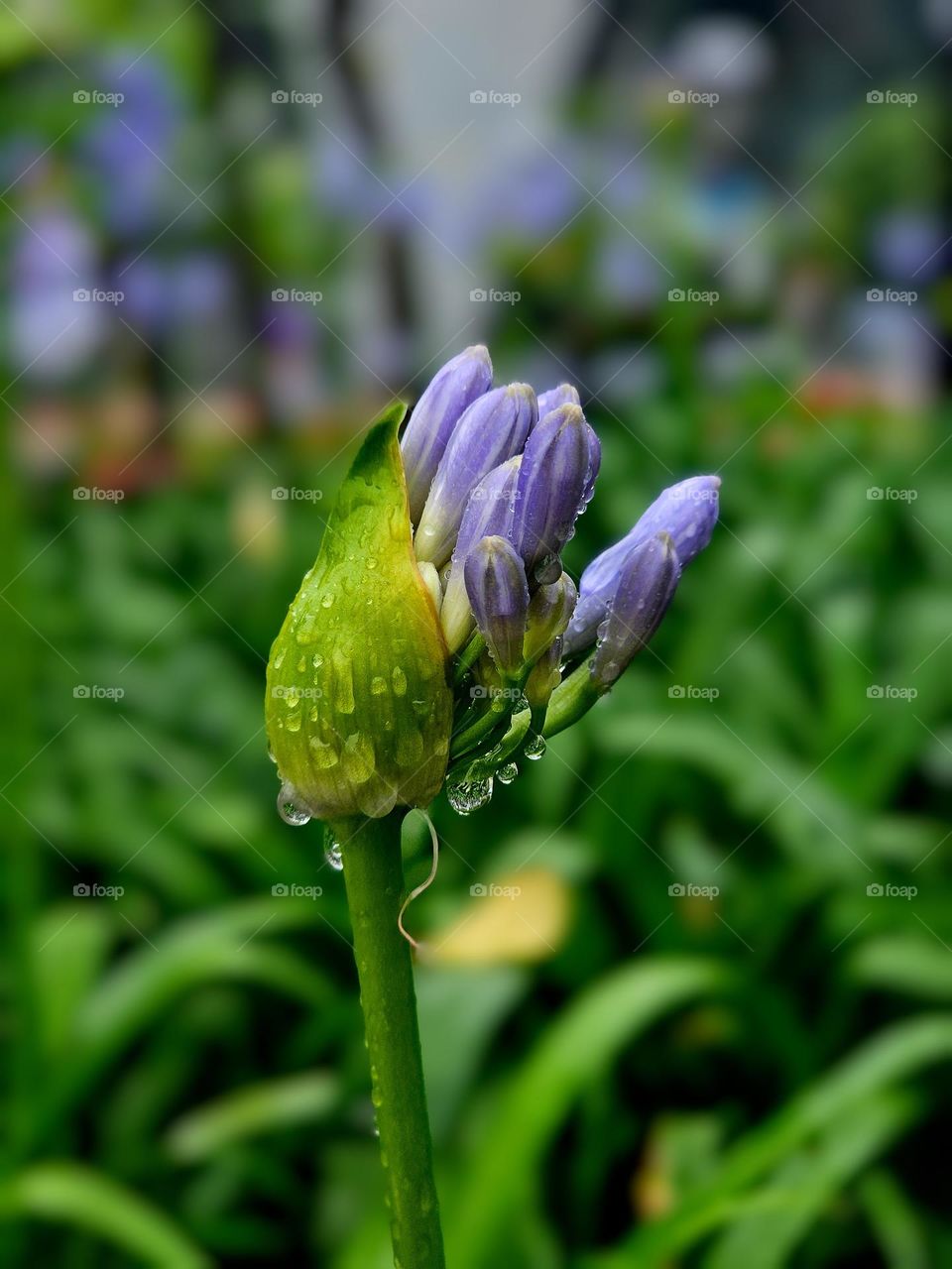 Blooming flower in the rain