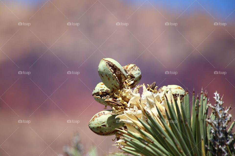 Dry plants