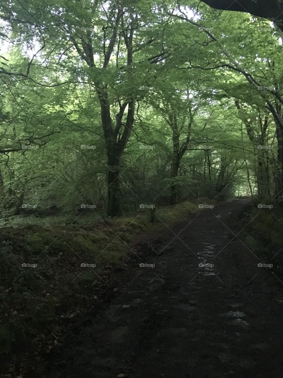 Welsh woods are breathtaking 