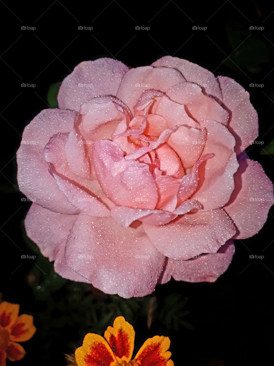 pink roses after rain