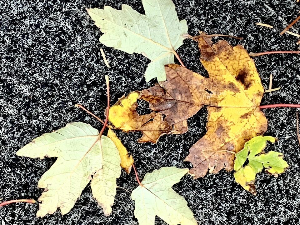 Fallen leaves 