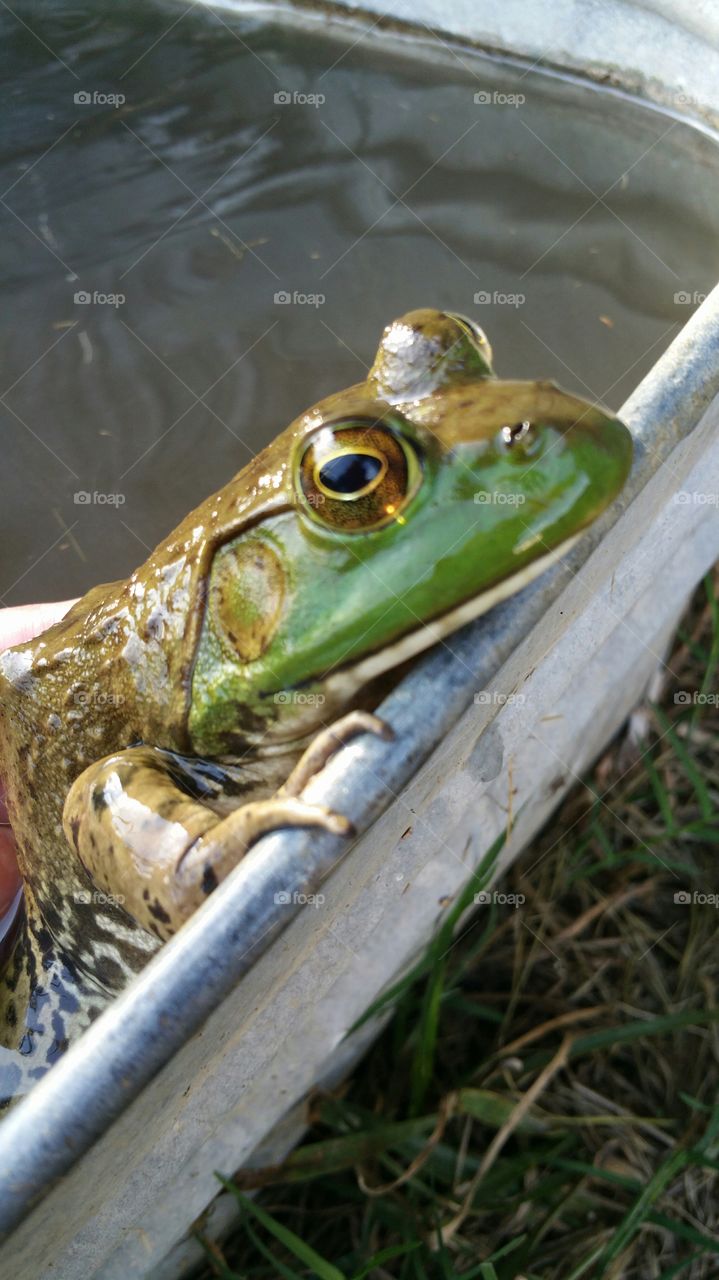 close up profile of big Bullfrog on metal tub in water