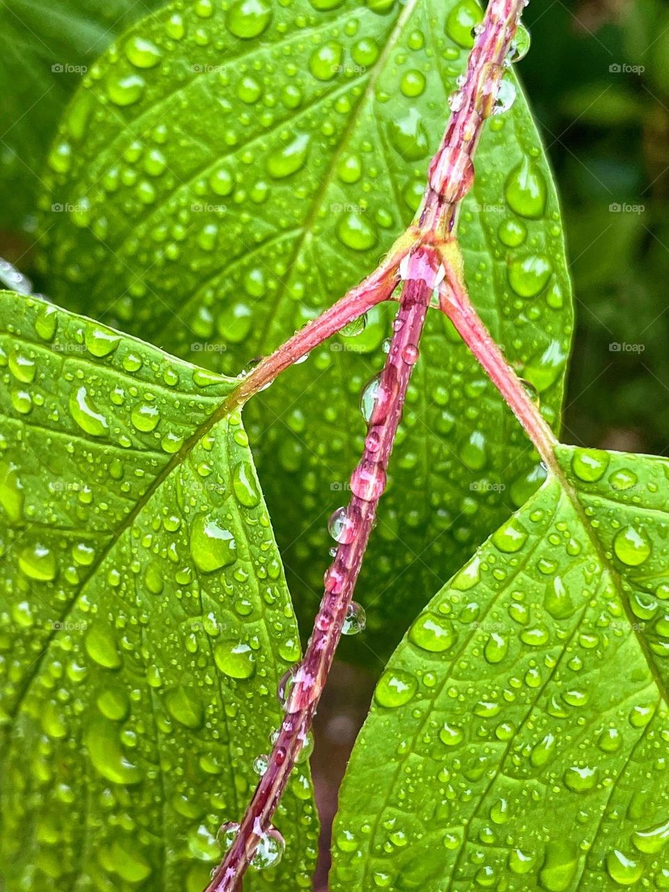 Close up macro of the bright green leaves with rain water drops 