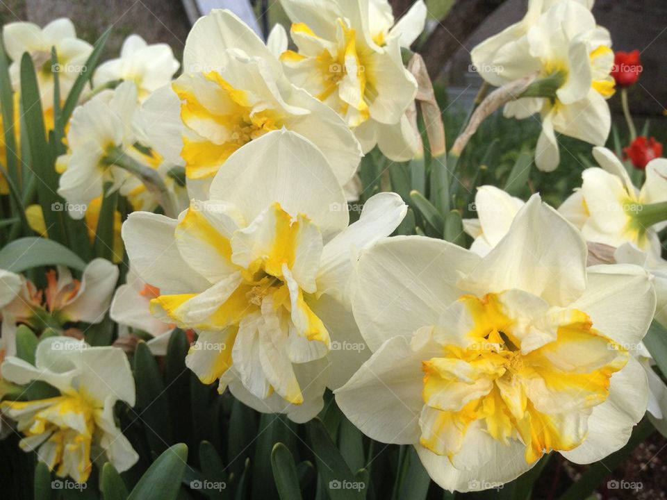 Daffodils