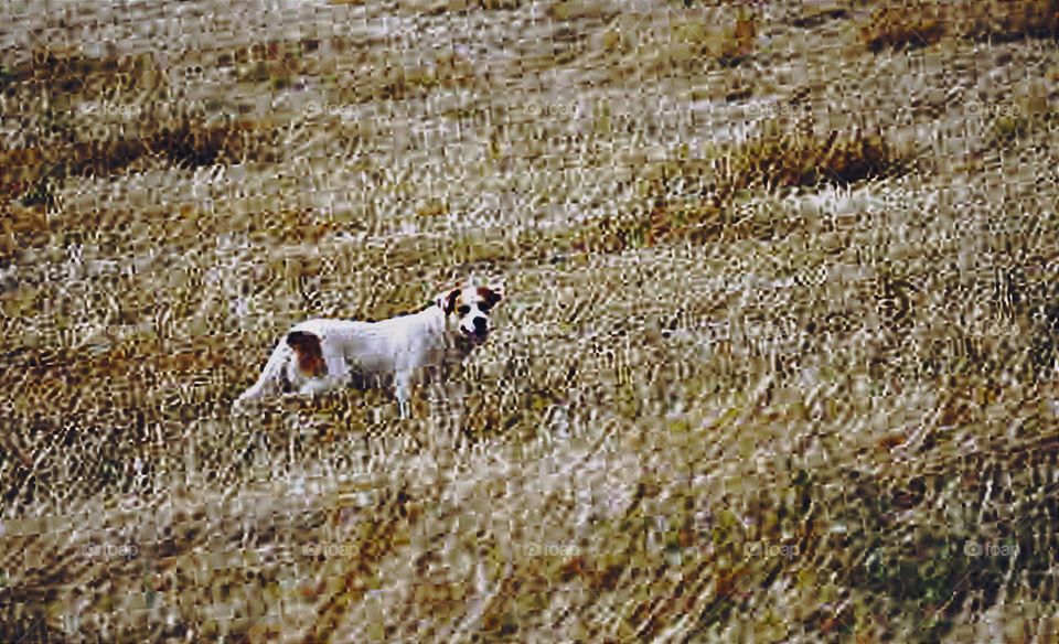 Cão no mato seco