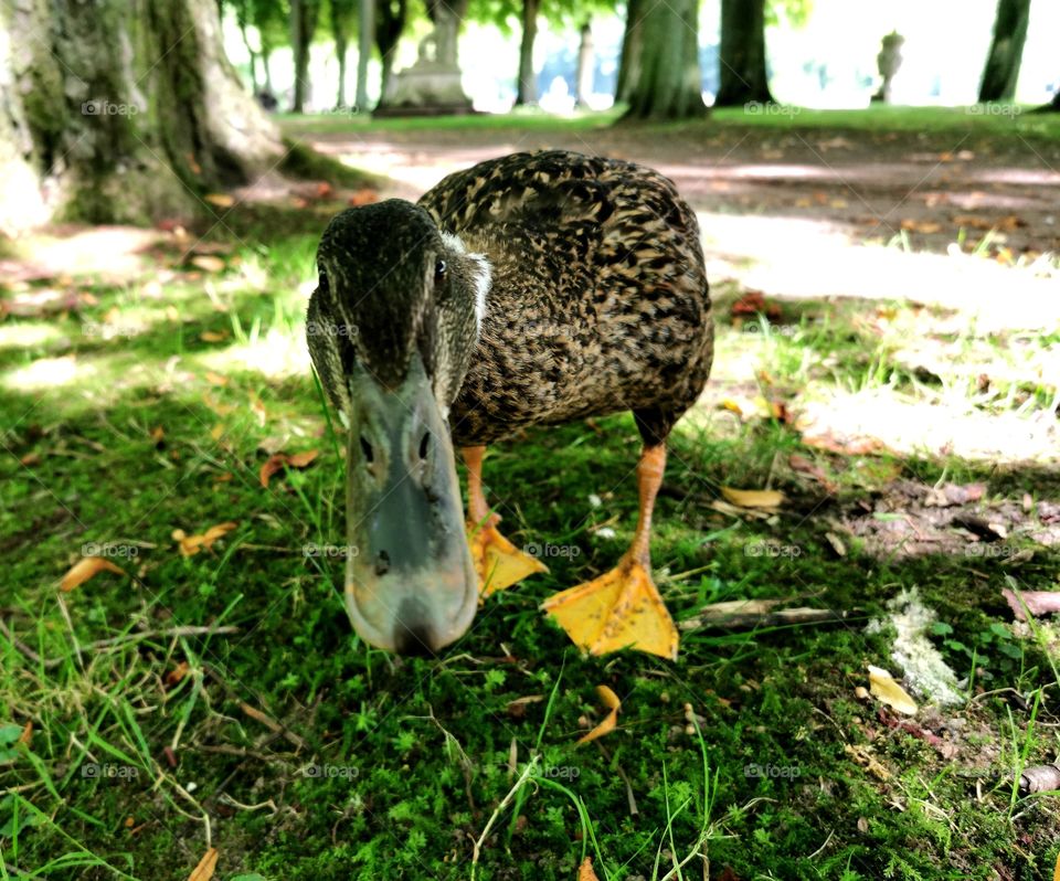 curious duck