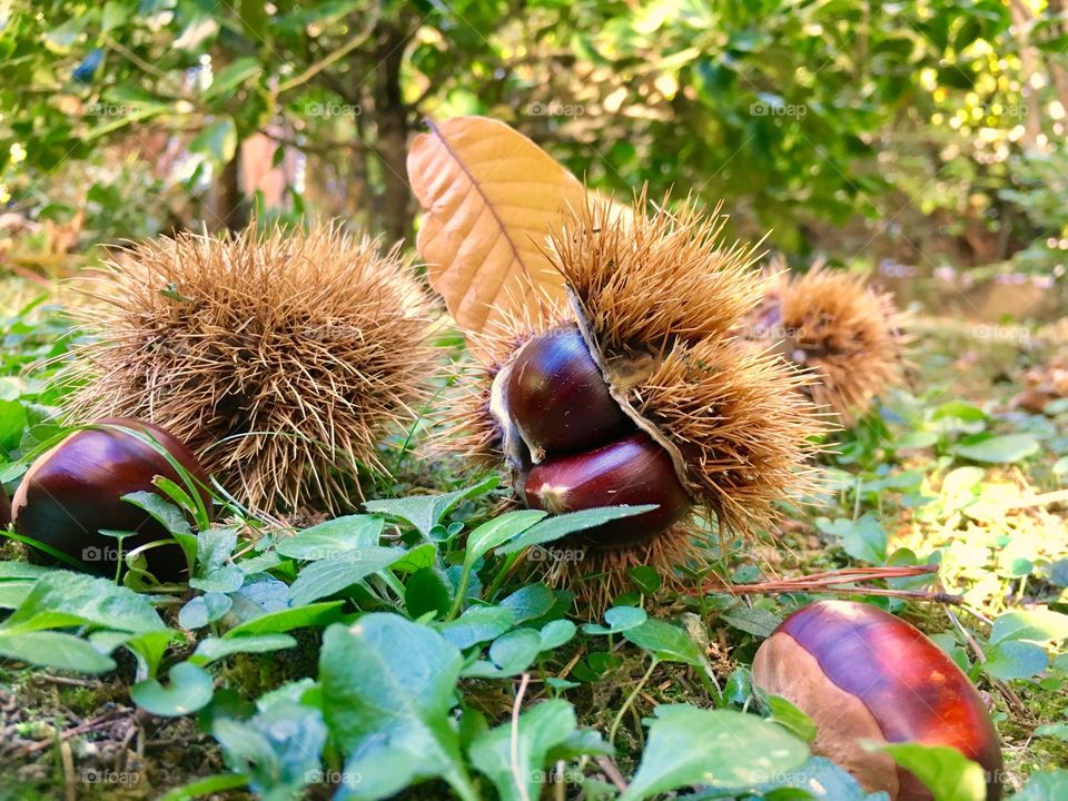 autumn composition of chestnuts in the woods