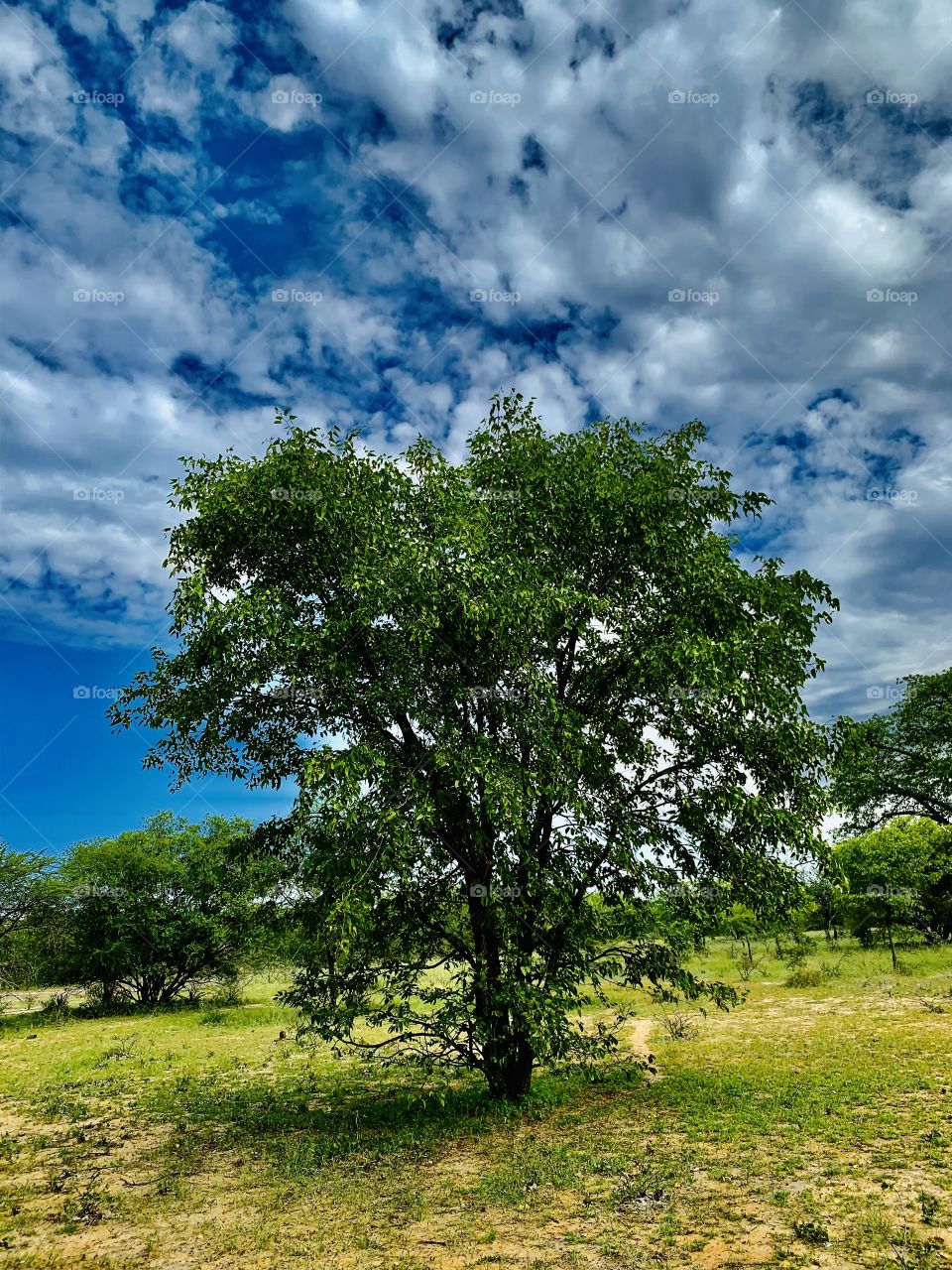 A small mopane plant in a green forest. 