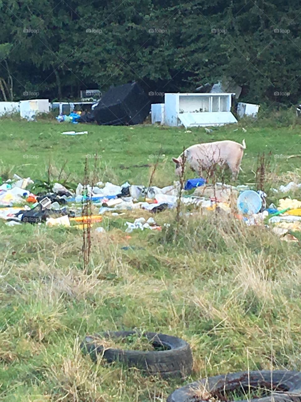 Pig in fly tipped field 