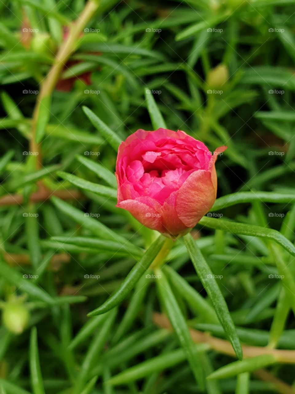 the Portulaca Grandiflora