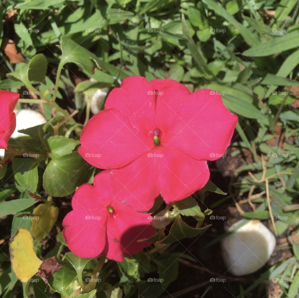 Flores do nosso novo jardim, para alegrar e embelezar nosso dia!
Jardinagem é um ótimo #passatempo!
🌸 
Flowers from our new garden, to brighten and beautify our day!